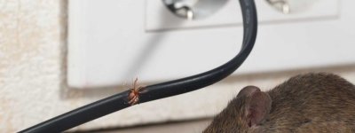 Beşiktaş Fare İlaçlama