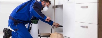 Beşiktaş Pire İlaçlama